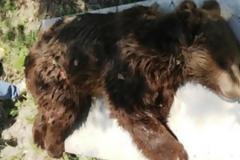 Κι άλλο τροχαίο με αρκούδα στην Εγνατία