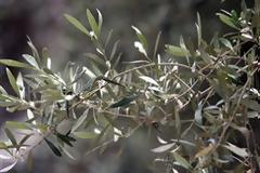 Χτύπησε το κεφάλι του στο δέντρο και πέθανε