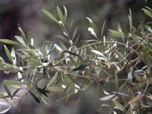 Φωτογραφία για Χτύπησε το κεφάλι του στο δέντρο και πέθανε