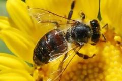 Greenpeace: Kαλά νέα για τις μέλισσες και τη διατροφή μας