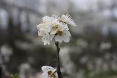 Η άνοιξη μερικές φορές αργεί αλλά πάντα έρχεται