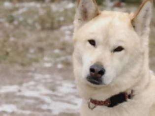 Φωτογραφία για To προφίλ του σκύλου που σκότωσε τον 5χρονο Αίαντα στην Κύπρο - «Τρύπια» νομοθεσία για σκύλους και άγρια ζώα