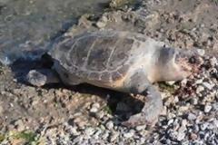 Νεκρή θαλάσσια χελώνα ξεβράστηκε στο Άστρος