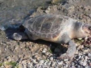 Φωτογραφία για Νεκρή θαλάσσια χελώνα ξεβράστηκε στο Άστρος