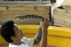 Ο άντρας που φιλάει στο στόμα την κόμπρα-Δείτε video