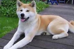 Ο μικρός φώναξε «παπά, παπά», αλλά το δάγκωμα του σκύλου ήταν βαθύ