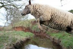 VIDEO: Πρόβατο - πρωταθλητής στα 100 μέτρα με εμπόδια!