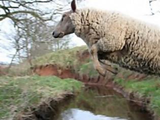 Φωτογραφία για VIDEO: Πρόβατο - πρωταθλητής στα 100 μέτρα με εμπόδια!