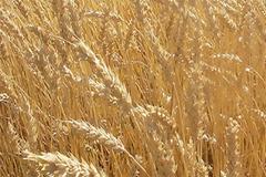 Οι υψηλές θερμοκρασίες «καίνε» τα σιτηρά