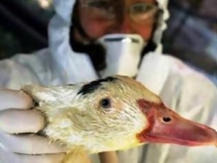 Φωτογραφία για Μια κοινή απολύμανση «εξολοθρεύει» τον νέο ιό των πτηνών