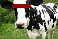 Δεν είναι αστείο. Τον έπιασε να βιάζει τις αγελάδες του, βάζοντας κάμερα στο στάβλο!!!