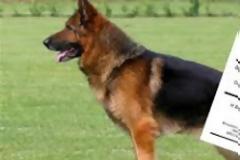 Έδεσε με σύρμα το στόμα σκύλου!