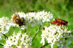 Υπό διωγμό οι τοπικές παραδοσιακές ποικιλίες φυτών