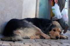 Στο εδώλιο του Aυτοφώρου όσοι βασανίζουν ζώα