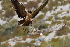 Όρνεα καταβρόχθισαν σώμα νεκρής γυναίκας που έπεσε σε γκρεμό!