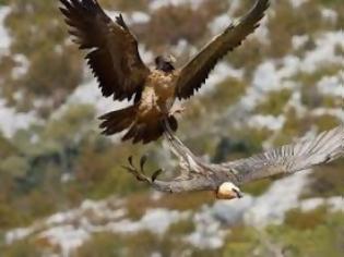 Φωτογραφία για Όρνεα καταβρόχθισαν σώμα νεκρής γυναίκας που έπεσε σε γκρεμό!