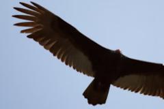 Απίστευτο: Mεταλλαγμένα όρνεα καταβρόχθισαν μέσα σε 45 λεπτά σώμα νεκρής γυναίκας που έπεσε σε γκρεμό