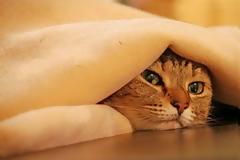 Υγεία: Γιατί η γάτα δεν πρέπει να μπαίνει στην κρεββατοκάμαρα μας;