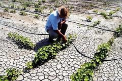 Η ανομβρία έχει στεγνώσει την κρητική ύπαιθρο