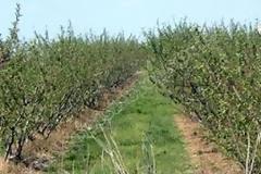 Στη Βουλή το θέμα των ζημιών στις δενδρώδεις καλλιέργειες παραγωγών της Πέλλας