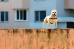 Απίθανο πίτμπουλ κάνει… παρκούρ! [video]