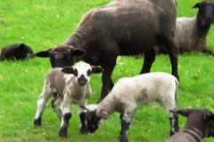 Ολόκληρο κοπάδι με κλεμμένα ζώα είχε φτιάξει Ρεθυμνιώτης