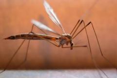 Ξεκίνησαν οι ψεκασμοί για τον ιό του Δυτικού Νείλου