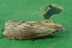 Ο σκώρος ακούει τα πάντα