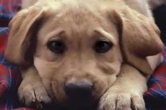 Συγκινητική συνέντευξη με ένα πρώην αδέσποτο!