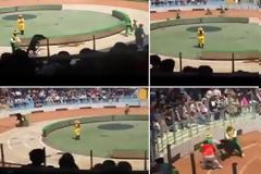 Video ΣOK: που κάνει το γύρο του διαδικτύου:Αρκούδα κατασπάραξε μαϊμού σε σόου