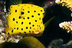 Boxfish: Το παράξενο ορθογώνιο ψάρι!