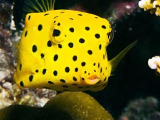 Φωτογραφία για Boxfish: Το παράξενο ορθογώνιο ψάρι!