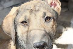 Χάθηκε ο σκυλάκος της φωτογραφίας στην Αγίου Μελετίου