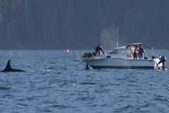 Φάλαινες ακολουθούν σκάφος ζεύγους που γιόρταζε την επέτειο του! [video]