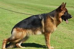 Λεμεσός: Και του επιτέθηκε ο σκύλος και τον έδειρε ο ιδιοκτήτης!