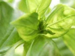 Φωτογραφία για Ο βασιλικός ψιθυρίζει στην πιπεριά να μεγαλώσει