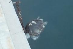 Νεκρή καρέτα - καρέτα στο λιμάνι του Βόλου