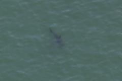 Πτώμα 42χρονου με δαγκωνιές καρχαρία στο Σαν Ντιέγκο