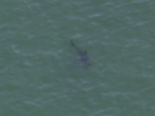 Φωτογραφία για Πτώμα 42χρονου με δαγκωνιές καρχαρία στο Σαν Ντιέγκο