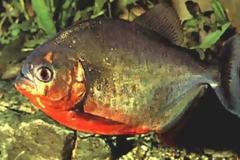 Πιράνχας απειλούν το Βέλγιο