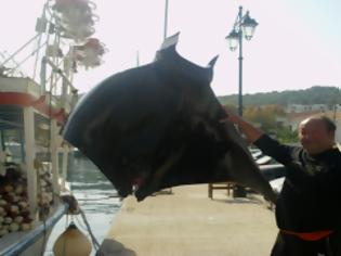 Φωτογραφία για VIDEO: Ψαράς έπιασε σαλάχι 200 κιλών στη Λευκάδα