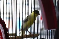 Εκατοντάδες σπάνια καναρίνια στόχος κλεφτών