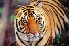 Τίγρης κατασπάραξε δυο ανθρώπους