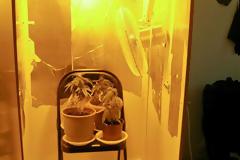 Ηλεία: Φυτεία 