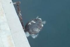 Σουτραλί Αγριάς: Δεύτερη νεκρή χελώνα καρέτα - καρέτα στον Παγασητικό