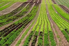 Διέξοδο για 12.000 ανέργους που θέλουν να ασχοληθούν και με την πρωτογενή παραγωγή τα προγράμματα ΤοπΕΚΟ