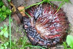 Φρικιαστικός άγνωστος οργανισμός «ξεφύτρωσε» σε αυλή έπειτα από χτύπημα κεραυνoύ