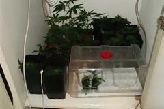 Καλλιεργούσαν ναρκωτικά στην κρεβατοκάμαρα