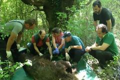 Κατέληξε η αρκούδα που τραυματίστηκε την Μ. Τρίτη στην Εγνατία Οδό
