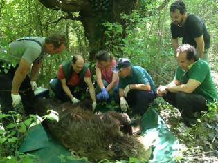 Φωτογραφία για Κατέληξε η αρκούδα που τραυματίστηκε την Μ. Τρίτη στην Εγνατία Οδό